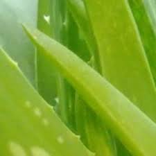 C贸mo Usar Aloe Vera para la Artritis Reumatoidea