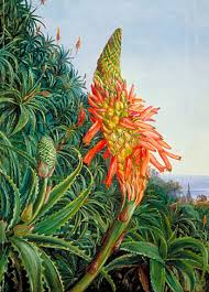 Aloe Vera y Artritis - C贸mo se Utiliza Esta Planta Natural
