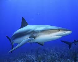 ¿El Cartílago de Tiburón Sirve para la Artrosis? Cómo Consumirlo